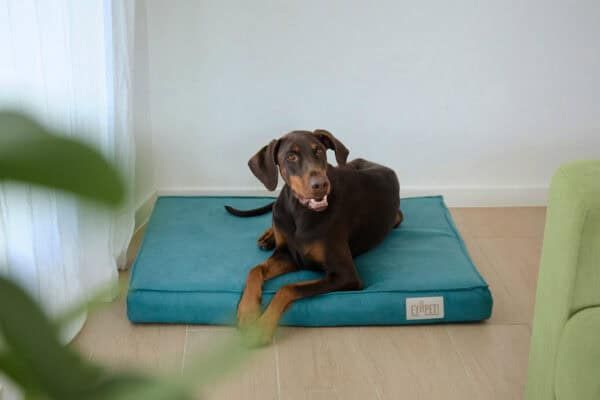 Joya para perros en tonos marrón y negro en cama cómoda junto a sillón verde.