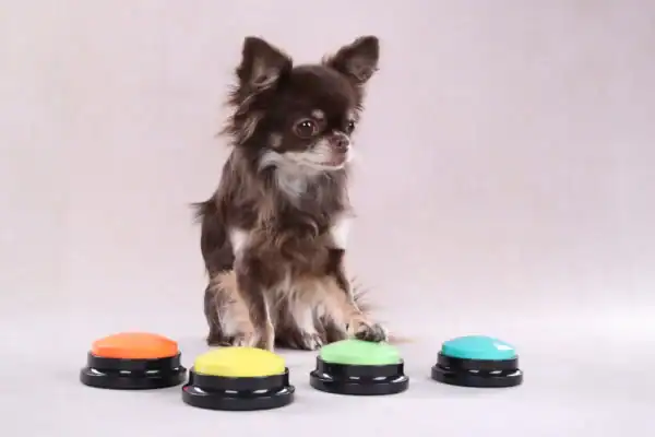Perro pequeño con botones de colores para entrenamiento y juegos.