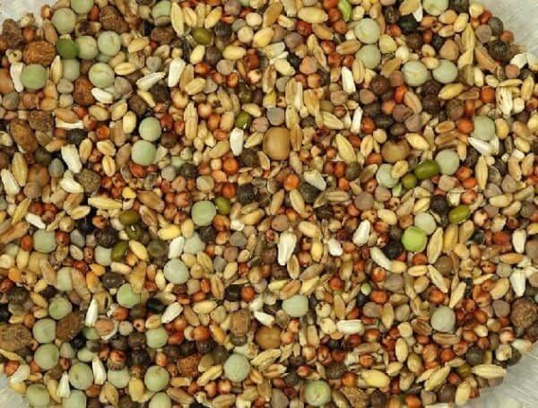 Mezcla de semillas para mascotas, comida natural para aves y pequeños animales.