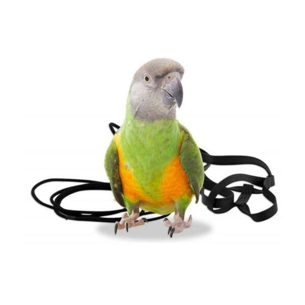 Colorido peluche de loro con arnés y correa para mascotas y niños.