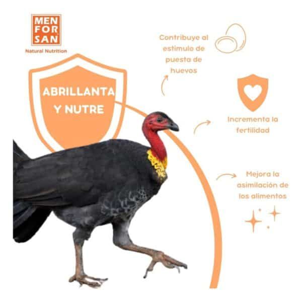 Aves de corral con beneficios para la salud y fertilidad en la alimentación natural.