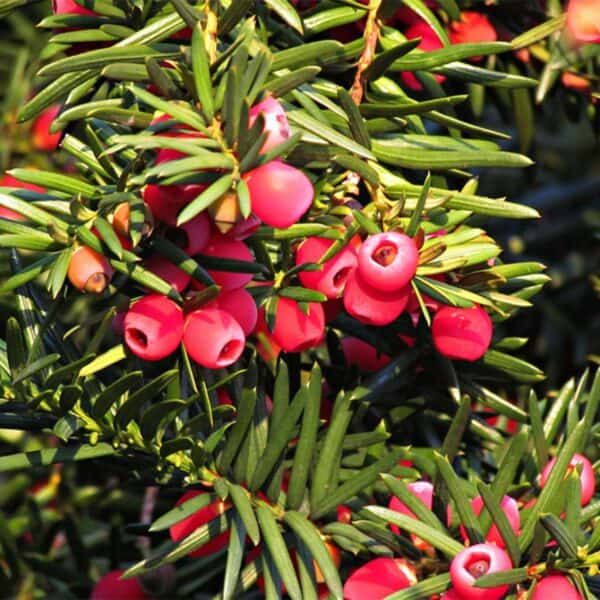 Vivero de plantas con arbustos y frutos rojos en un fondo natural.