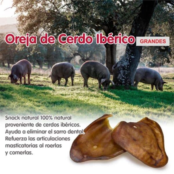 Oreja de cerdo ibérico grandes, animal, granja, productos ibéricos.