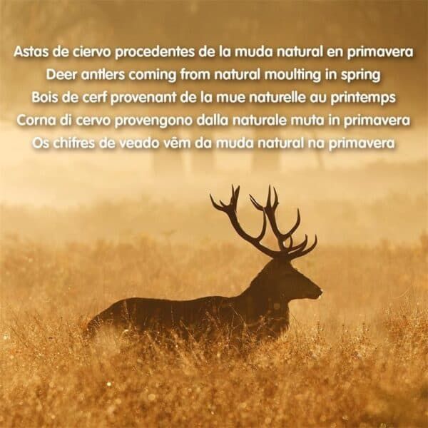 Asta de ciervo natural en primavera con fondo de campo dorado.