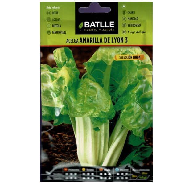 Acelga amarilla de Lyon 3 para huerto y jardín, semillas de calidad, fácil cultivo, floración ligera, rastreo y disponibilidad en tienda online.
