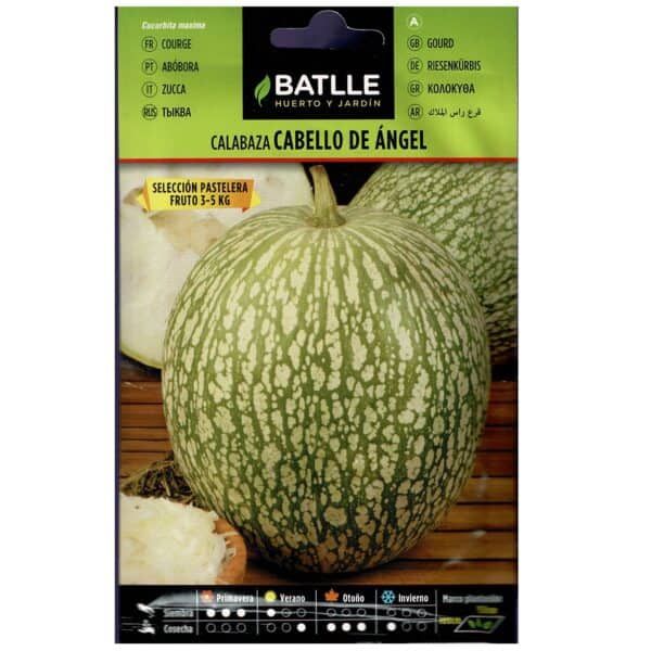 Calabaza Calabacín Cabello de Ángel Batlle 3-5kg cultivo en casa y huerto ecológico.