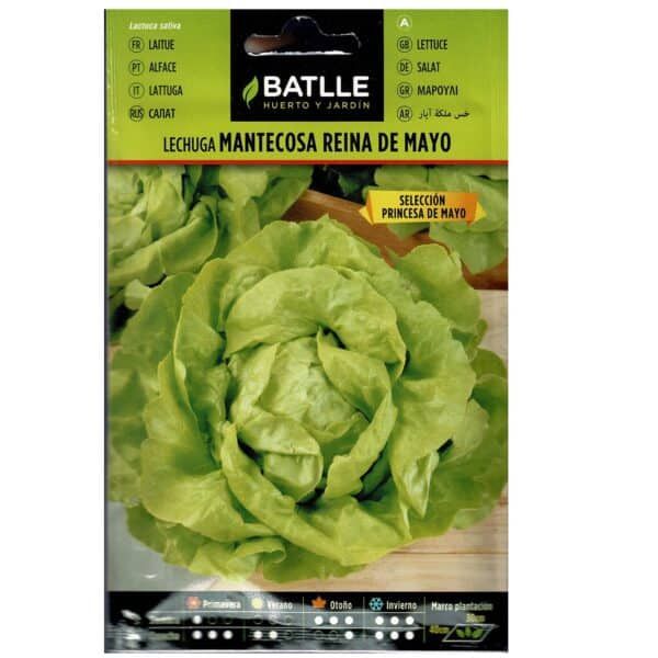 Lettuce Batlle Mantecoso Reina de Mayo para huerto y jardín, semillas de verdura fresca y saludable, fácil de cultivar y cosechar.