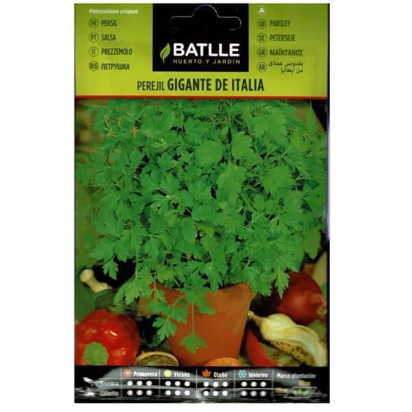 Perejil gigante de Italia en maceta, hierba aromática para cocinar, ideal en huertos urbanos y jardines.