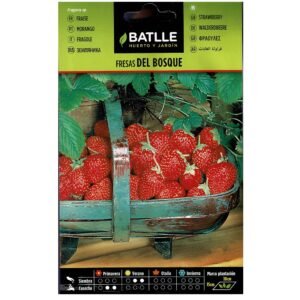 Fresas del bosque en cesta de madera vintage para plantación y cosecha.