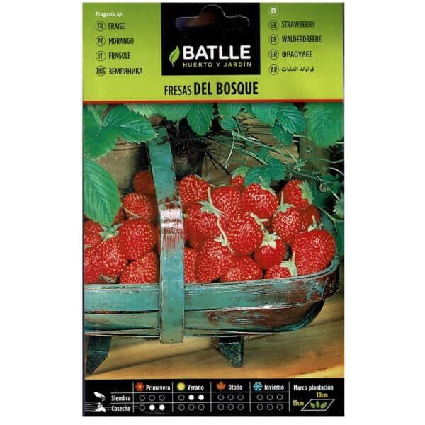 Fresas del bosque en cesta de madera vintage para plantación y cosecha.