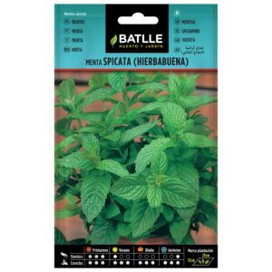 Hierba mentha spicata para aromatizar en jardines y huertos. Ideal para cultivos en macetas y parcelas de 25 cm de altura.