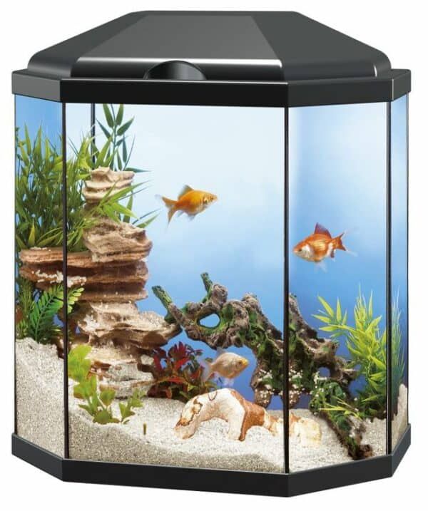 Viveo de acuario con plantas, rocas y peces de colores en un tanque de vidrio.