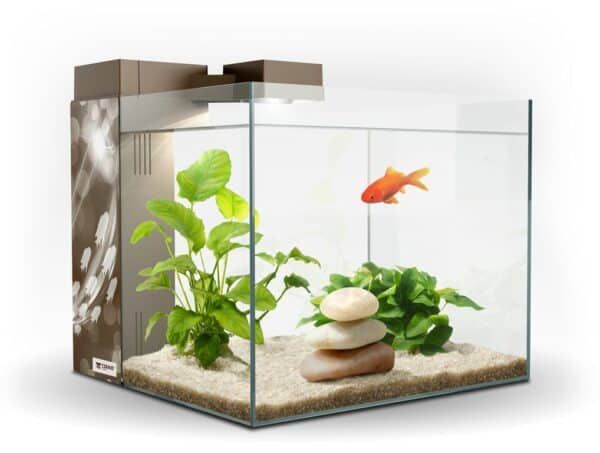 Vivero acuático con plantas y pez dorado en acuario de cristal para mascotas.