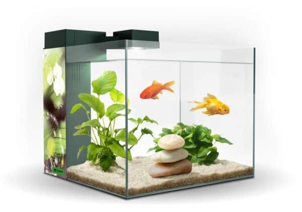 Bonito acuario con plantas y piedras decorativas, peces de colores en un entorno natural y tranquilo.