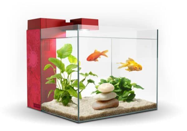 Alto contenido: Acuario con plantas y peces goldfish.