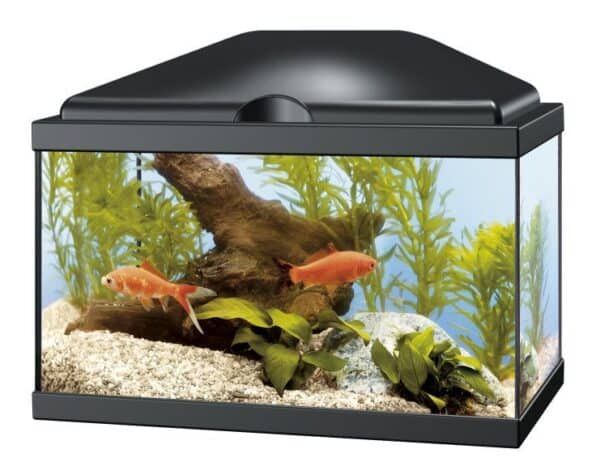 Mini acuario para peces con decoración natural y plantas acuáticas. Ideal para acuarios pequeños y decorativos.