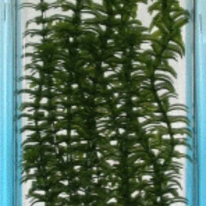 Planta artificial de Helecho en envase plástico para decoración decorativa hogar y oficina.