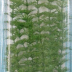 Hoja de planta modelo en paquete, plantas artificiales para decoración, en venta online, TodoMASKOTAS.