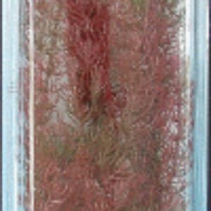 Follaje decorativo para decoración natural de jardines y eventos de TodoMASKOTAS.