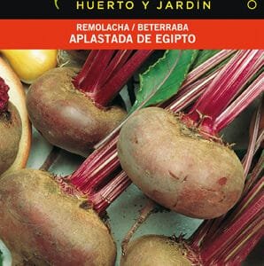 Raíces de remolacha y beterraba para huerto y jardín, cultivo en diferentes estaciones del año.