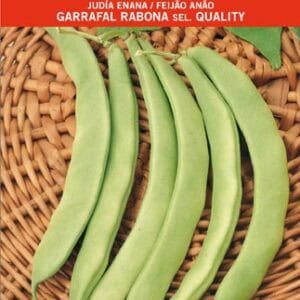 Judía verde fresca para huerto y cocina, variedad Batlle, calidad y semillas vivas.