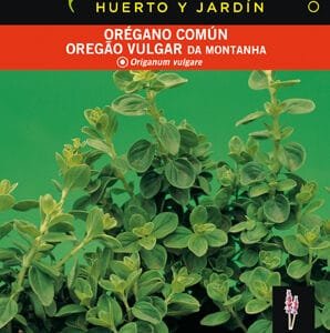 Oregano común para jardinería en huerto y jardín, condimento medicinal y culinario.
