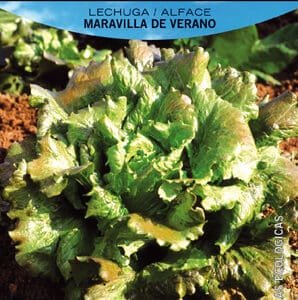 Semilla de lechuga y alface ecológica para huerto y jardín, cultivo en verano, otoño e invierno.
