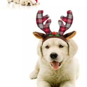 Perrito cachorro con casquito navideño y cuernos de duende en Navidad 2023.