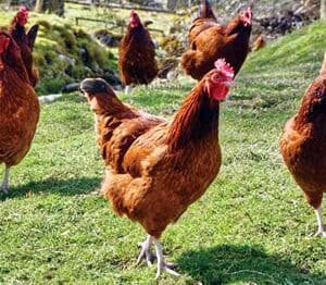 Gallinas de pelecha en campo verde, mascotas rurales.