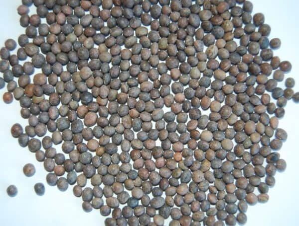 Semillas de pimienta negras para mascotas tiendanetwork tienda online todoMASKOTAS.