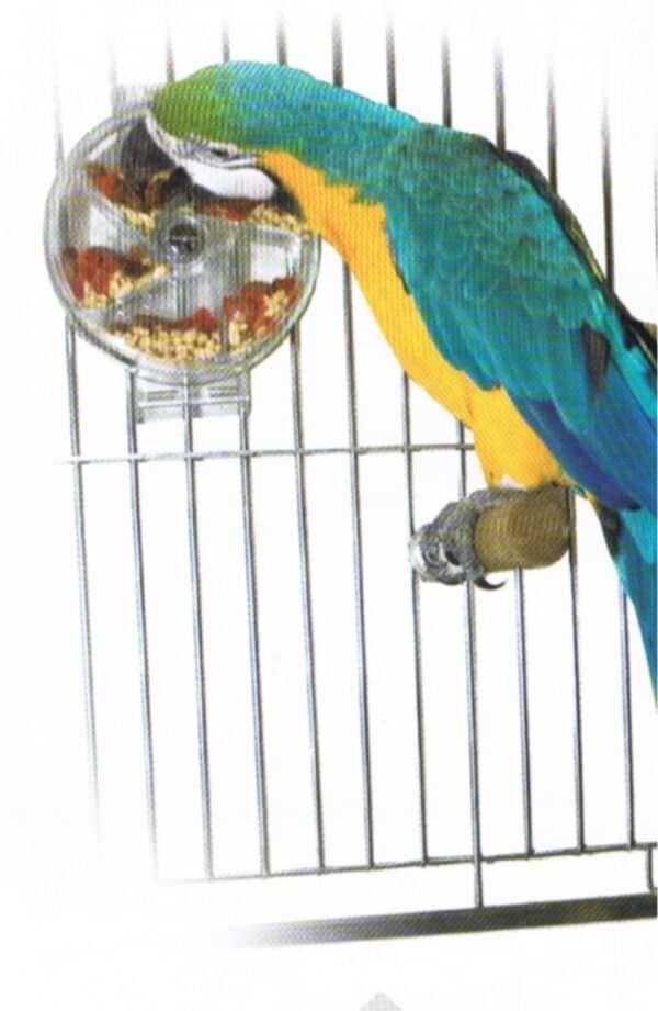 Colibrí en jaula comiendo frutas, ave exótica y colorida en cautiverio.
