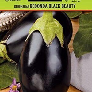 Berenjenas redondas Black Beauty de la marca Batlle, listas para cultivar.