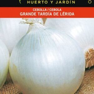 Cebolla Grande Tardía de Lérida - semillas para huerto y jardín