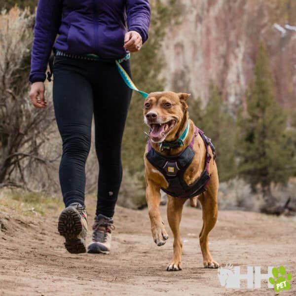 Perro con arnés de paseo para mascotas en sendero de montaña.