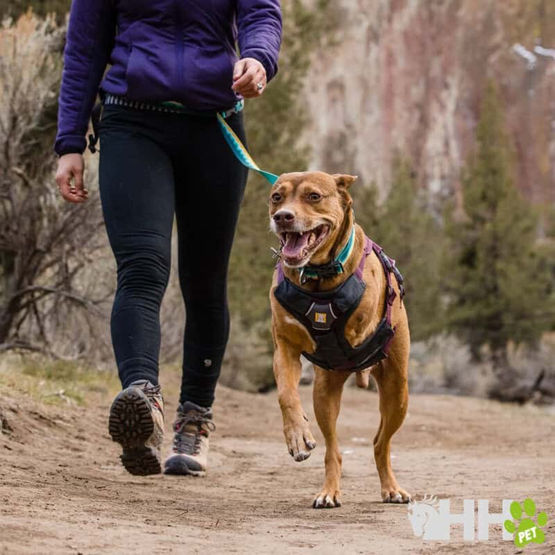 Perro con arnés de paseo para mascotas en sendero de montaña.