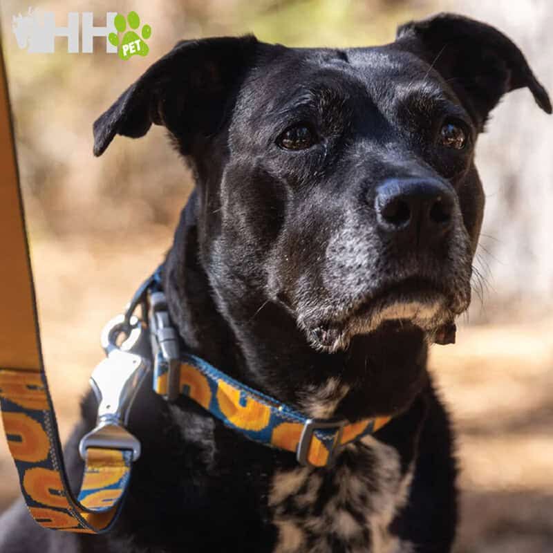 Perro con collar en tienda de mascotas online TodoMASKOTAS, accesorios para mascotas, tienda de animales, artículos para perros y gatos.