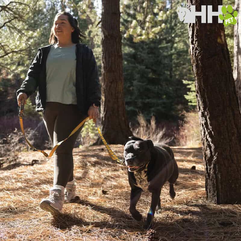Perro de mascota con correa en bosque, compañía para paseos y actividades al aire libre.