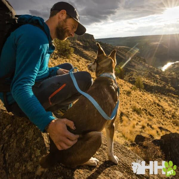 Paseo en la naturaleza con perro en montaña, alegría y aventura con mascota, trekking y senderismo.