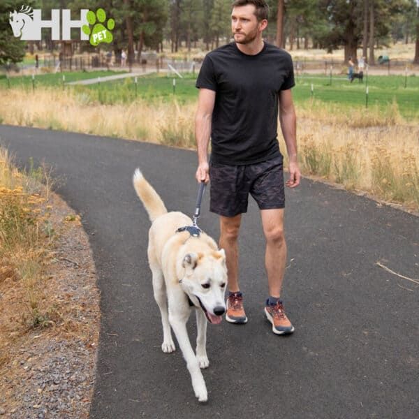 Perro de paseo con correa en parque, mascota activa y feliz.