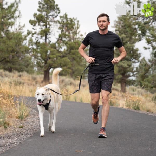 Caminando con perro con arnés y correa en naturaleza.