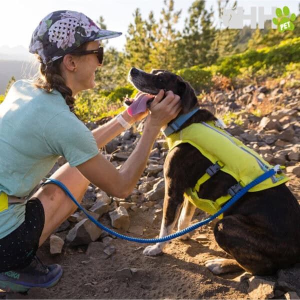 Perro con arnés de paseo para mascotas en la naturaleza.