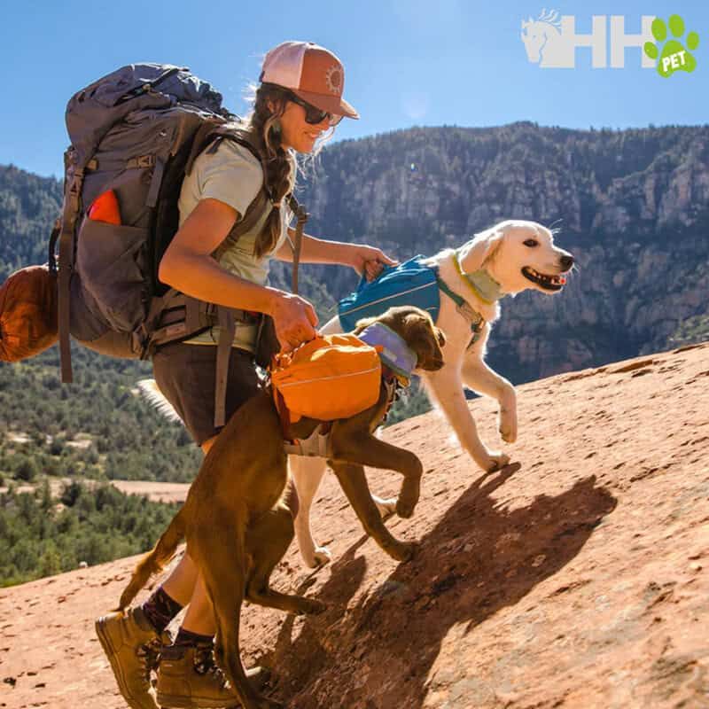 Caminando con perros en la naturaleza, mochila, montañas y senderismo, accesorios para mascotas en TodoMASKOTAS.