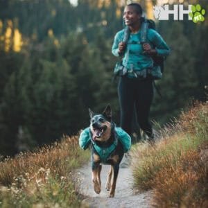 Zapatillas mascotas, botas para perros montaña, calzado para perros senderismo, accesorios para perros outdoor, botas resistentes para perros aventura.