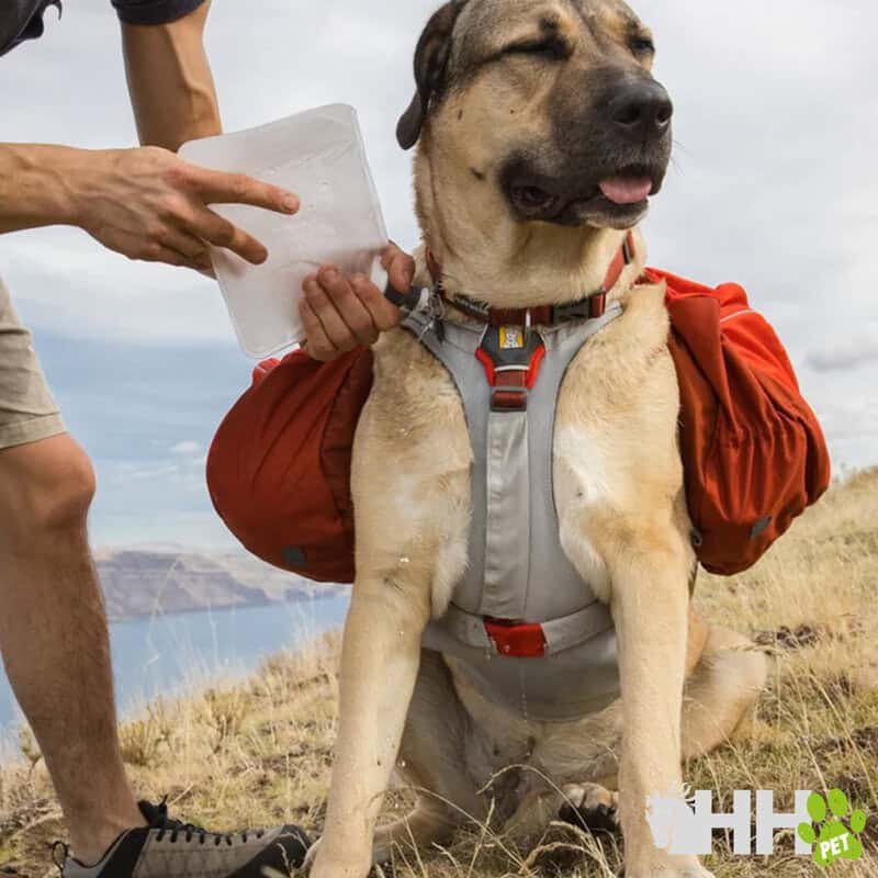 Chico con mochila para perros en ruta al aire libre, aventura y senderismo con su dueño.