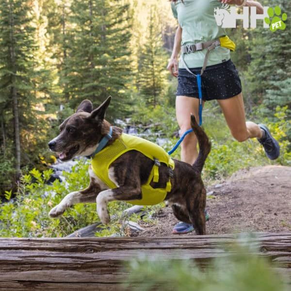 Perro de deporte con arnés en naturaleza, trekking con mascota en parque forestal.