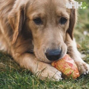 Juguete de peluche para perros con forma de hueso en tonos naranjas y amarillos, ideal para mascotas.