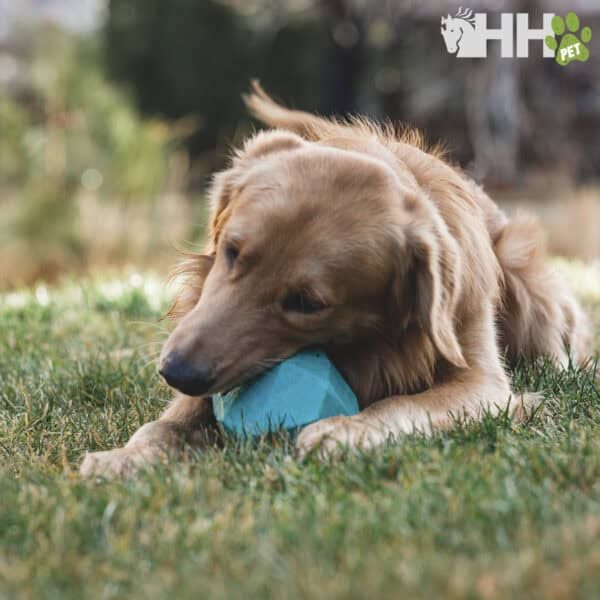 Juguete de peluche para perros en forma de hueso azul en el césped.