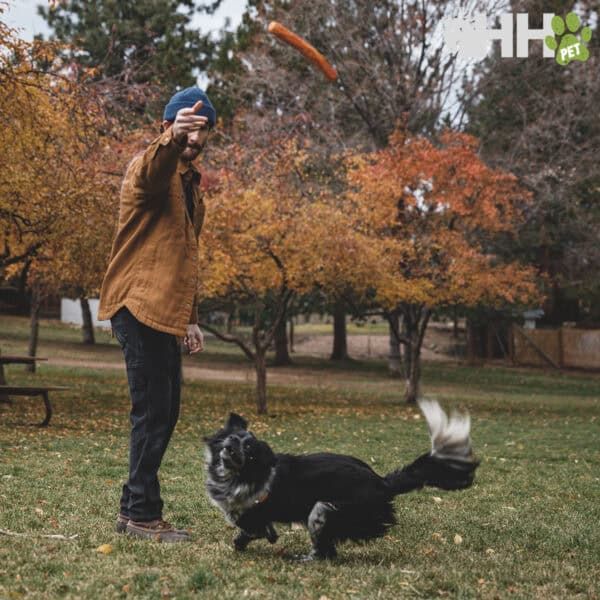Pelota de perro lanzada en parque con hoja de otoño, diversión para mascotas y entrenamiento canino.