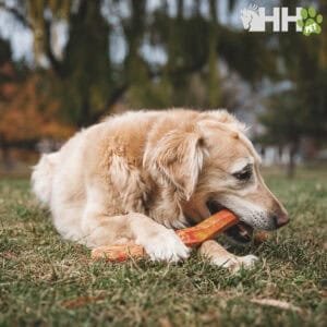 Juguete de masticar para perros en un parque al aire libre con un fondo de árboles.