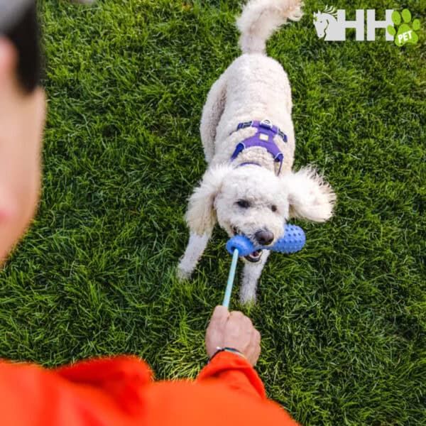 Juguete para perros en verde y azul, divertido y resistente para entrenamiento y juego.